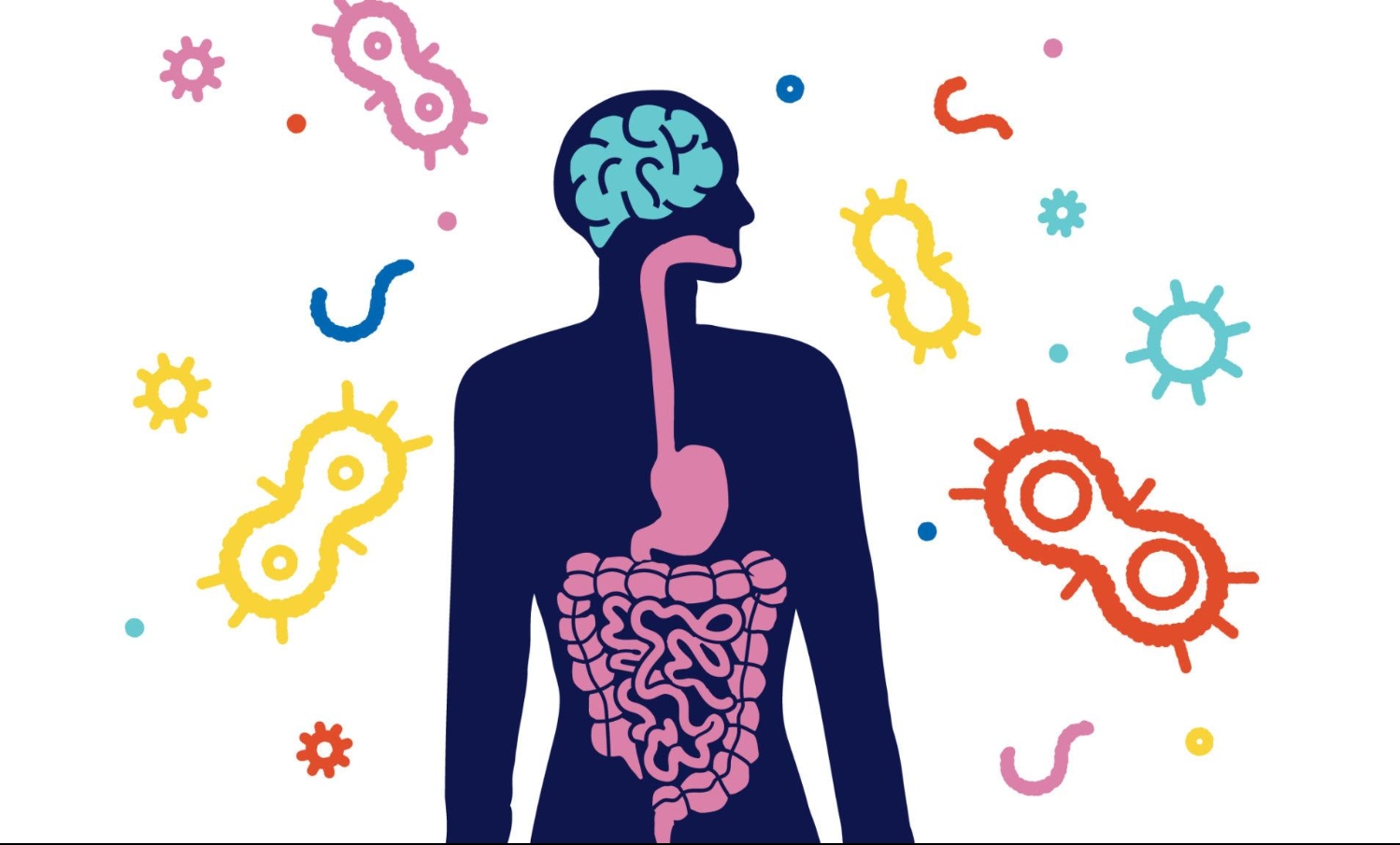 Why Your Gut Can Be your Brains Best Friend